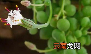 佛珠吊兰怎么养，泰国佛珠吊兰怎么养