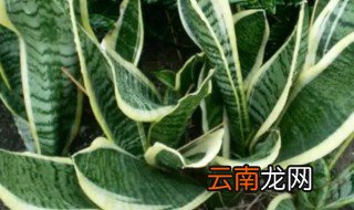 虎尾兰怎么养活 虎尾兰怎么养