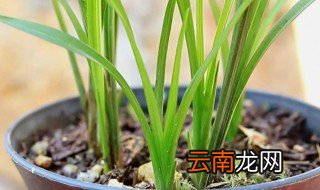 建兰怎么养,建兰怎么养得好