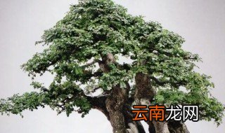 白蜡树盆景怎么养 白蜡怎么养