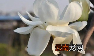 白玉兰怎么养,白玉兰怎么养才能开花
