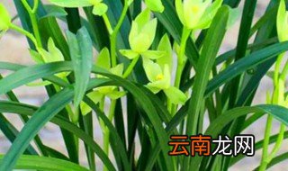 四季兰怎么养 四季兰怎么养植