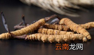 虫草怎么养殖 虫草怎么养殖技术