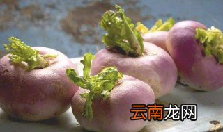 芜菁甘蓝是什么 芜菁甘蓝是啥