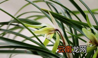 夏兰怎么种 夏兰怎么养