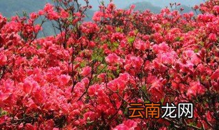 刚买的映山红怎么养 映山红怎么养