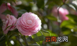 一什么花 一什么花填空