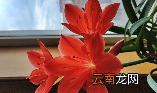 紫根兰怎么养护 紫根兰怎么养