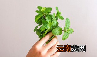 干薄荷叶可以放多久 保存干薄荷叶的时间