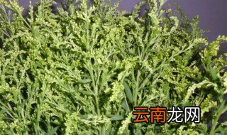 情人草怎么养成干花 情人草怎么养