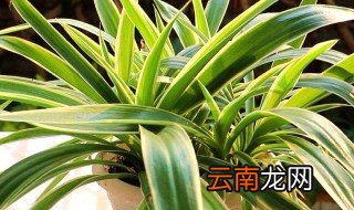吊兰怎么过冬天 冬天吊兰怎么养