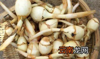 如何挑选到新鲜的慈姑 挑选到新鲜的慈姑的方法