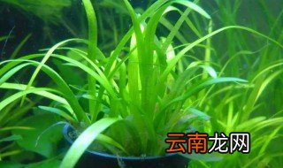 水兰怎么养 鱼缸水兰怎么养