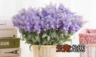 薰衣草怎么养 盆栽 盆栽薰衣草怎么养