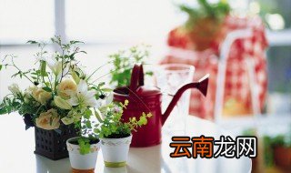 一什么鲜花 一什么鲜花填空