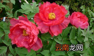 草本牡丹怎么养 草牡丹怎么养