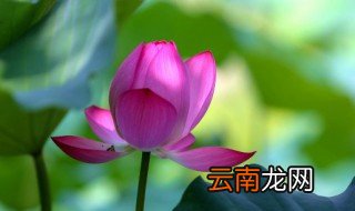什么样的荷花 荷花简介
