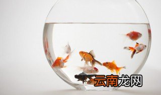 红金鱼怎么养，鹅头红金鱼怎么养