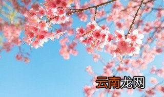 花先开花再长叶是什么花 是什么花先开花再长叶