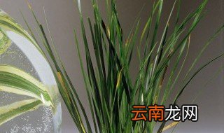 吊兰怎么养长得好 怎么养吊兰