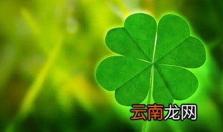四叶草怎么养 qq四叶草怎么养