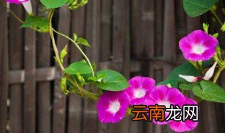 牵牛花像什么 牵牛花像啥呢