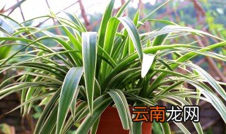 吊兰冬天的养殖方法和注意事项 吊兰冬季怎么养