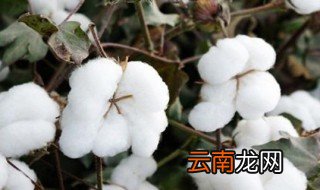棉花像什么 棉花都像什么呢