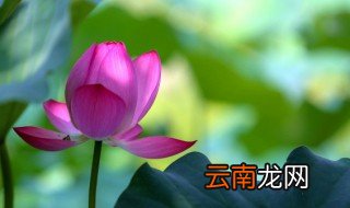 荷兰花怎么养 东方红神荷兰花怎么养