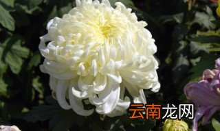菊花是什么 菊花简介