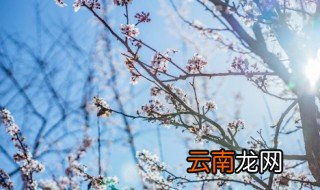 梅花像什么 梅花像什么的造句