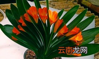 君子兰怎么养开花，君子兰不开花是什么原因