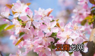 怎么养海棠花，怎么养海棠花土壤视频