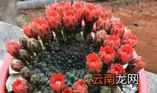 仙人球绯花玉怎么养 绯花玉怎么养