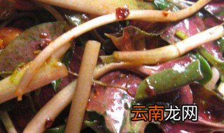 折耳根什么时候采摘最好 折耳根啥时候采摘最好