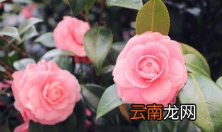 花对什么 花对什么举例