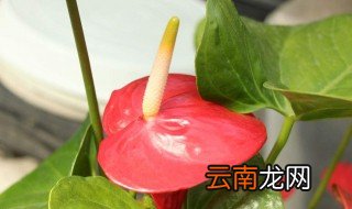 鹅掌花怎么养才能开花 鹅掌花怎么养