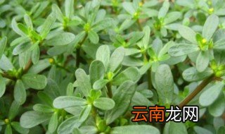 马齿苋是什么野菜 马齿苋简单介绍