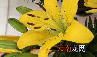 百合花冬天怎么养，百合花冬天怎么养活
