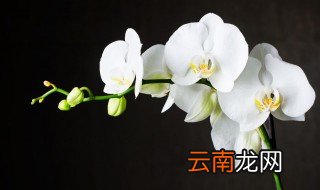 室内兰花怎么养，室内兰花怎么养殖方法和注意事项