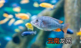 怎么养金鱼不会死 什么方法养金鱼不会死