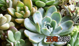 多肉东云怎么养 多肉东云怎么养护