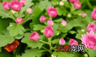 菊花怎么养护 玛格丽特菊花怎么养护