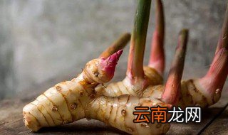什么才是真正的良姜 良姜是什么