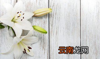 家养百合花怎么养殖 百合花怎么养殖