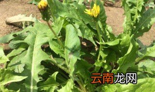 云南苦菜是什么蔬菜 云南苦菜介绍