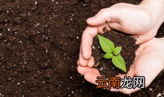 猫眼植物怎么养 猫眼植物怎么养护