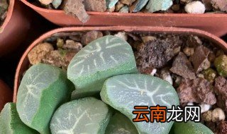 多肉万象怎么养，多肉万象怎么养生根快