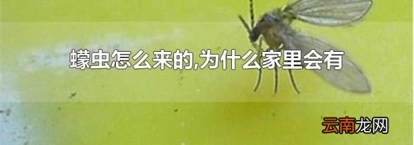 蠓虫怎么来的,为什么家里会有