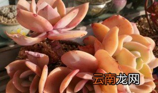 多肉白凤怎么养 多肉白凤怎么养老桩